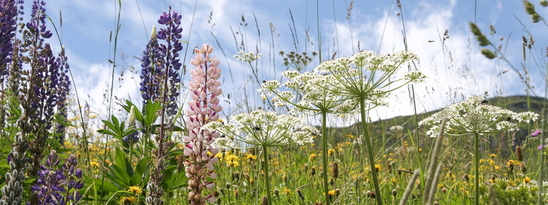 Blumenwiese im Bergfrühling bei Bivio