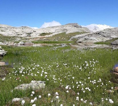 Alpenflora in Bivio